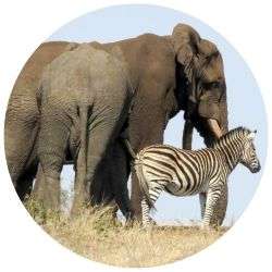 Elephant and Zebra