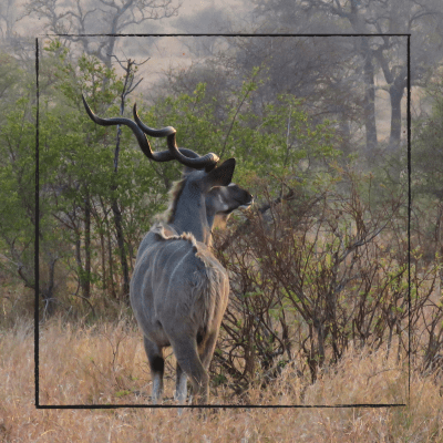 Kudu