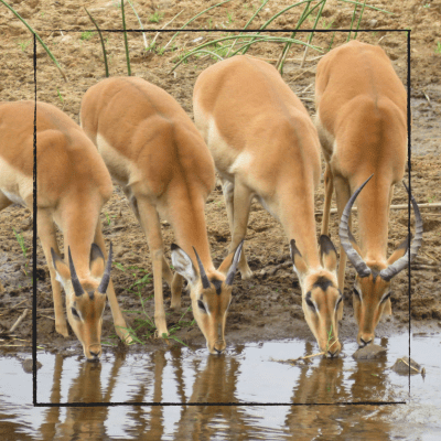 Impala drinking water